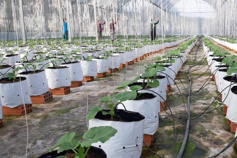 ong-tuoi-nong-nghiep-cho-nha-kinh-1